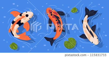 Japanese koi carp fish. Swimming in pond colorful koi carp fish, cute oriental fish koi flat vector illustration set. Asian swimming carp fish 115831733