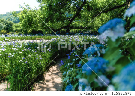A scene of irises in full bloom in early summer 115831875