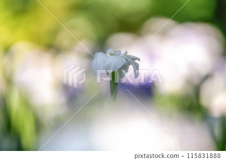 A scene of irises in full bloom in early summer A scene of irises in full bloom in early summer 115831888