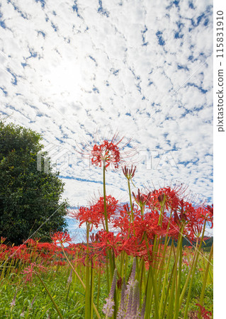 Cluster amaryllis at Yashirogaoka Flower Garden (Nagasaki City, Nagasaki Prefecture) Cluster amaryllis at Yashirogaoka Flower Garden (Nagasaki City, Nagasaki Prefecture) 115831910