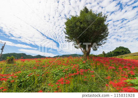 沙丘花園的紅蜘蛛百合（長崎縣長崎市） 115831928