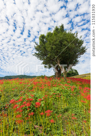 沙丘花園的紅蜘蛛百合（長崎縣長崎市） 115831930