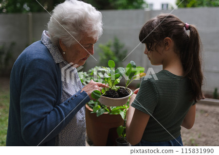 Grandmother teaching granddaughter to work in garden. Girl helping elderly grandma with plants, herbs and vegetables in garden, spending free summer time outdoor. 115831990