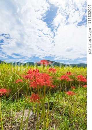 大中尾梯田和紅蜘蛛百合(長崎縣長崎市) 大中尾梯田和紅蜘蛛百合(長崎縣長崎市) 115832003