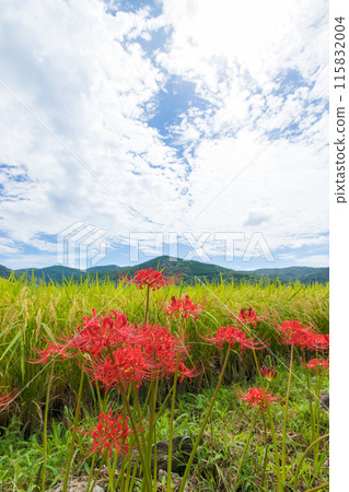 大中尾梯田和紅蜘蛛百合（長崎縣長崎市） 115832004