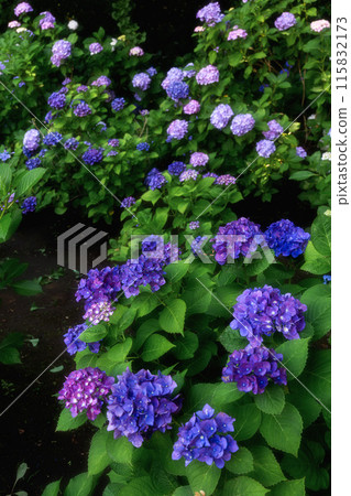 茨城縣水戶市水戶八幡盛開的繡球花 茨城縣水戶市水戶八幡盛開的繡球花 115832173