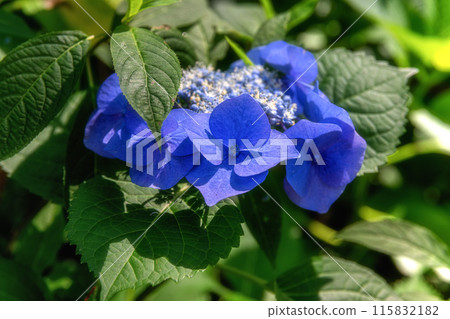 Hydrangeas in full bloom at Mito Hachiman in Mito City, Ibaraki Prefecture Hydrangeas in full bloom at Mito Hachiman in Mito City, Ibaraki Prefecture 115832182