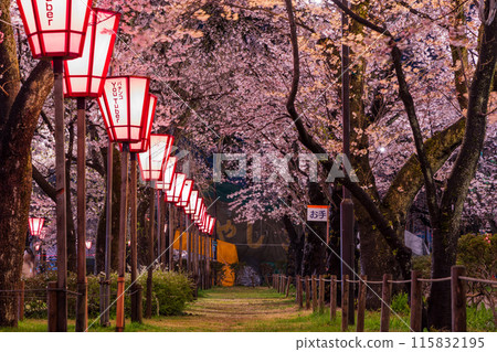 日本賞櫻勝地100選 新潟高田城跡公園 夜間櫻花點燈 115832195
