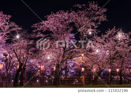日本賞櫻勝地100選 新潟高田城跡公園 夜間櫻花點燈 115832196