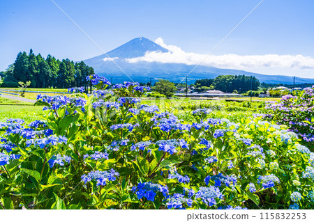 [靜岡縣] 透過富士宮梯田盛開的繡球花看到富士山 115832253