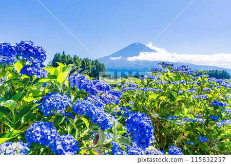 [靜岡縣] 透過富士宮梯田盛開的繡球花看到富士山 115832257