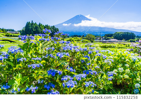 [靜岡縣] 透過富士宮梯田盛開的繡球花看到富士山 115832258