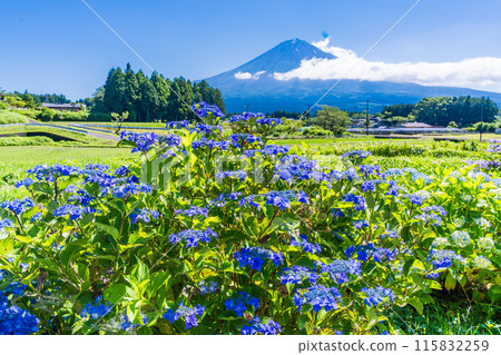 [Shizuoka Prefecture] Mount Fuji seen through hydrangeas blooming on the rice terraces of Fujinomiya 115832259