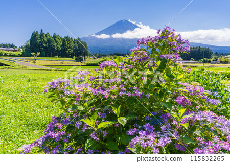 [Shizuoka Prefecture] Mount Fuji seen through hydrangeas blooming on the rice terraces of Fujinomiya 115832265