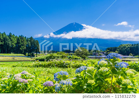 [Shizuoka Prefecture] Mount Fuji seen through hydrangeas blooming on the rice terraces of Fujinomiya 115832270