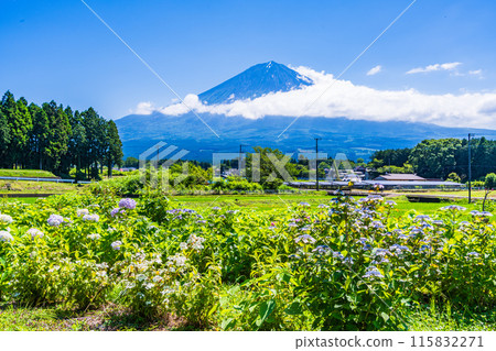[Shizuoka Prefecture] Mount Fuji seen through hydrangeas blooming on the rice terraces of Fujinomiya 115832271