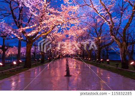Top 100 Cherry Blossom Spots in Japan: Takada Castle Site Park, Niigata - Illuminated Cherry Blossoms at Night 115832285