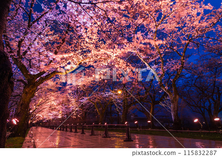 Top 100 Cherry Blossom Spots in Japan: Takada Castle Site Park, Niigata - Illuminated Cherry Blossoms at Night Top 100 Cherry Blossom Spots in Japan: Takada Castle Site Park, Niigata - Illuminated Cherry Blossoms at Night 115832287
