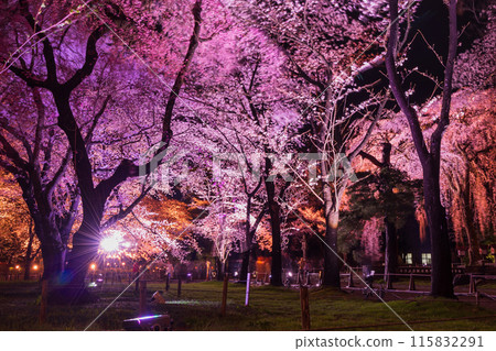 日本賞櫻勝地100選 新潟高田城跡公園 夜間櫻花點燈 日本賞櫻勝地100選 新潟高田城跡公園 夜間櫻花點燈 115832291