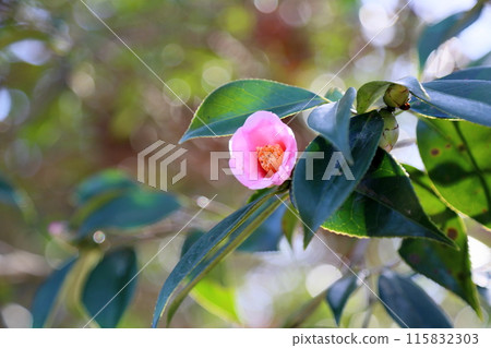 Pink camellia flowers 115832303