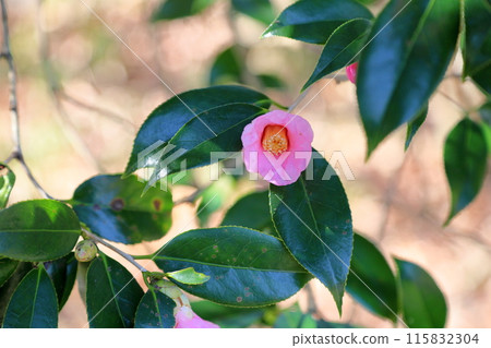 Pink camellia flowers Pink camellia flowers 115832304