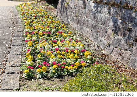 Primula flower bed 115832306