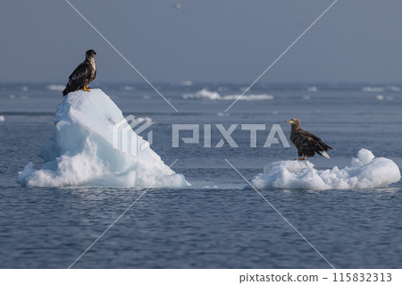 兩隻白尾鷹在流冰上休息 115832313