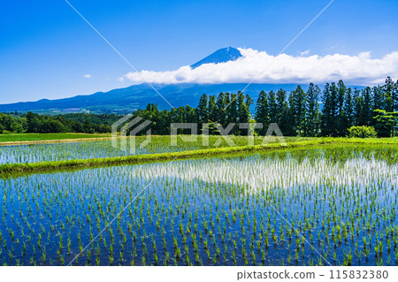 [靜岡縣] 透過插秧後的梯田看到富士山 115832380
