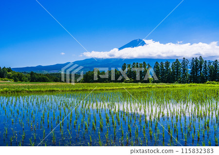 [Shizuoka Prefecture] Mt. Fuji seen over rice terraces after rice planting 115832383