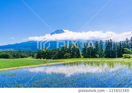 [Shizuoka Prefecture] Mt. Fuji seen over rice terraces after rice planting 115832389