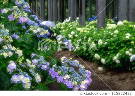 Forest of hydrangea in full bloom in Kitaibaraki City, Ibaraki Prefecture 115832482