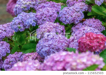Forest of hydrangea in full bloom in Kitaibaraki City, Ibaraki Prefecture 115832503