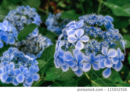 Forest of hydrangea in full bloom in Kitaibaraki City, Ibaraki Prefecture 115832508