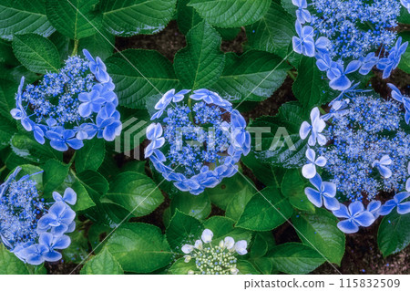 Forest of hydrangea in full bloom in Kitaibaraki City, Ibaraki Prefecture 115832509