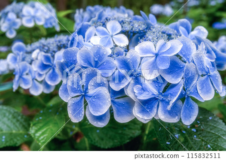 Forest of hydrangea in full bloom in Kitaibaraki City, Ibaraki Prefecture Forest of hydrangea in full bloom in Kitaibaraki City, Ibaraki Prefecture 115832511