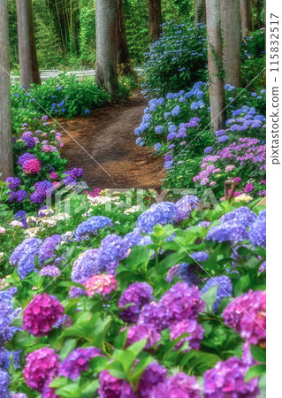 Forest of hydrangea in full bloom in Kitaibaraki City, Ibaraki Prefecture Forest of hydrangea in full bloom in Kitaibaraki City, Ibaraki Prefecture 115832517