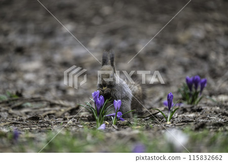 A Hokkaido squirrel eating walnuts among flowers 115832662