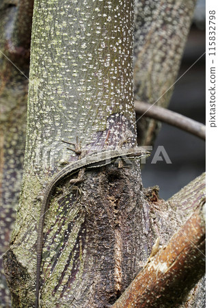 日本假名蛇在梅利德樹上爬行 日本假名蛇在梅利德樹上爬行 115832798