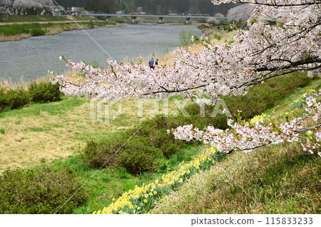 檜內川河畔的櫻花節 115833233