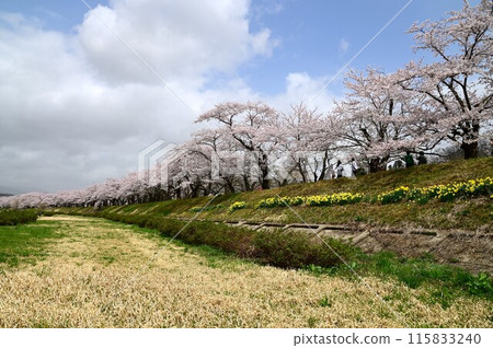 檜內川河畔的櫻花節 115833240
