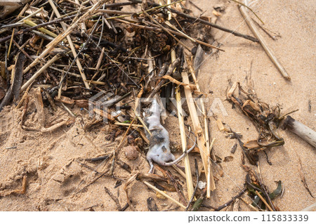 Dead rat on sandy beach amidst pollution and Dead rat on sandy beach amidst pollution and 115833339