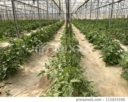 Tomato bushes are grown on beds in a greenhouse 115833390