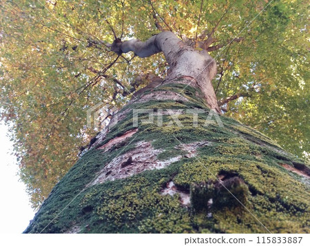 Moss growing in trees Moss growing in trees 115833887