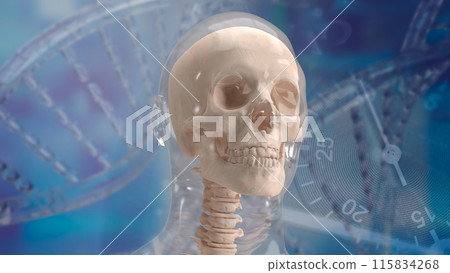 The skull human for education or sci concept 3d rendering. The skull human for education or sci concept 3d rendering. 115834268