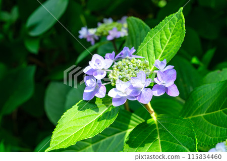 凹陷的葉子的八仙花屬 115834460