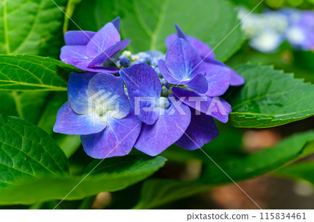 繡球花瓣 115834461