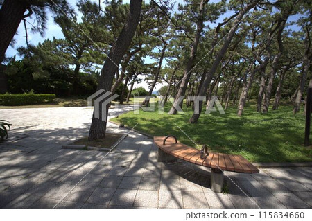 landscape with pine trees landscape with pine trees 115834660