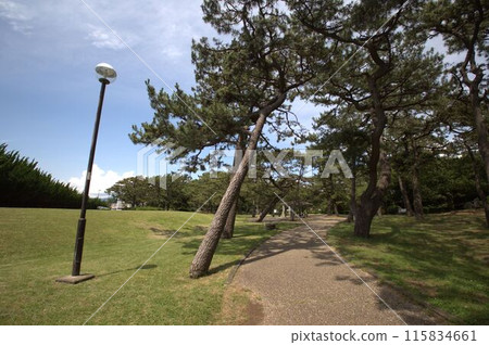 有鬆樹的風景 115834661