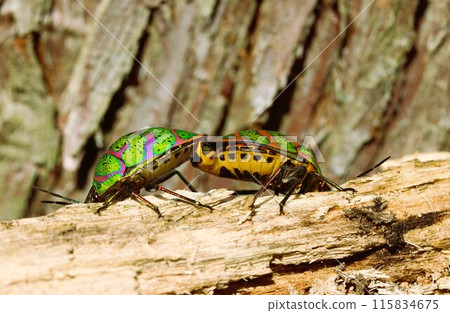 交配錯誤 115834675