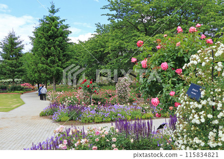 Shinshu Sky Park Rose Garden Shinshu Sky Park Rose Garden 115834821